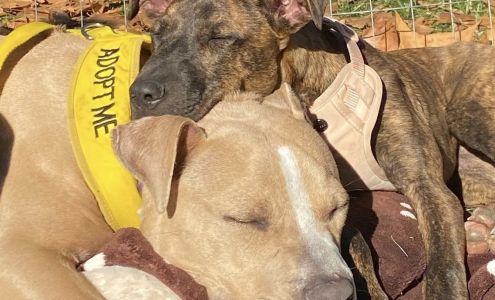 Society For Prevention-Cruelty / SPCA Of The Triad