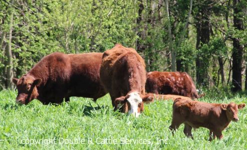 Double R Cattle Services, Inc.