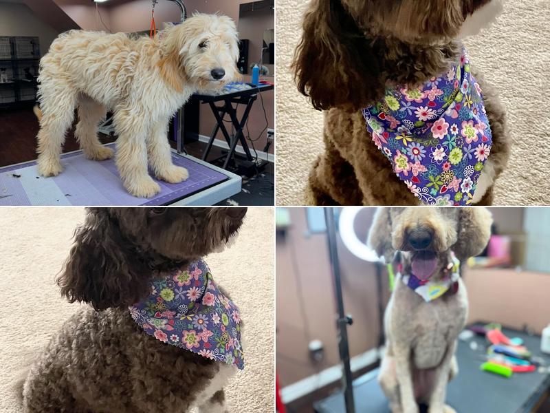 Lucky Dog Grooming Shop