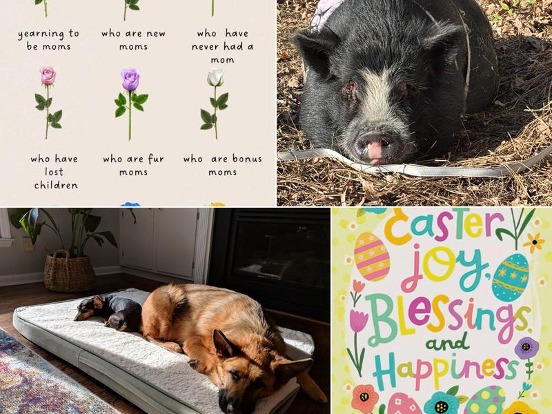 Legacy Boarding Kennels