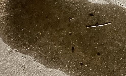 Bill Walsh Lincoln Service