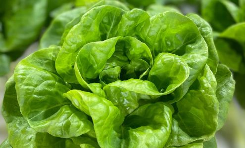 Anders Family Farm Tobaccoville