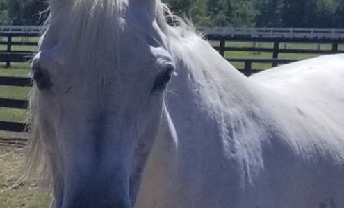 Tami Noftz, Author Lumber Bridge