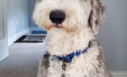 Peace of Mind Dog Training