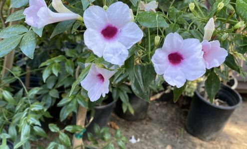 Hall's Plant Nursery