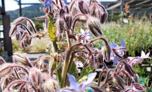 Mostly Natives Nursery Point Reyes Station