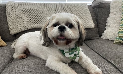 Pet Potential Riverton