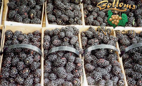 Bottoms Nursery Concord