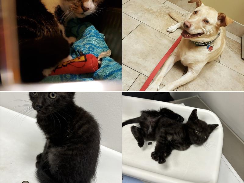 St Francis Animal Hospital