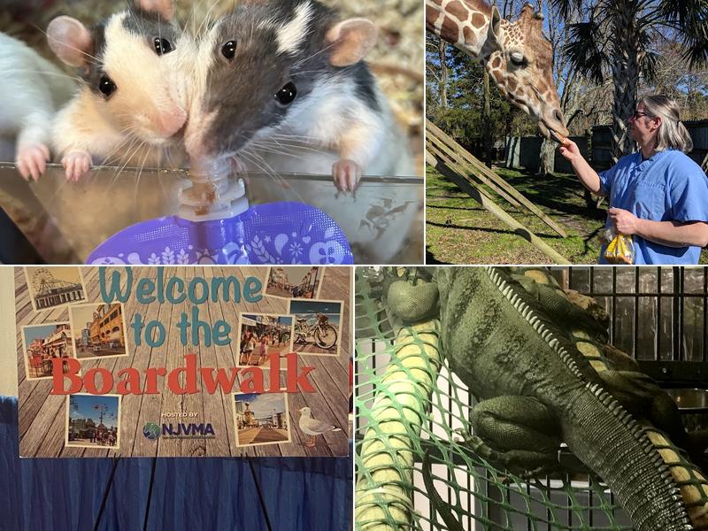 Nautilus Avian & Exotics Veterinary Specialists