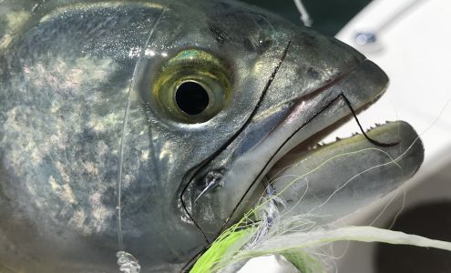 coastal angler fly fishing Beachwood