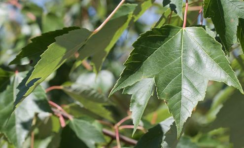 Christensen's Plant Center