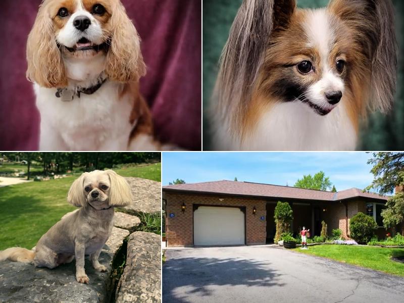 All In One Pet Care Dog Grooming