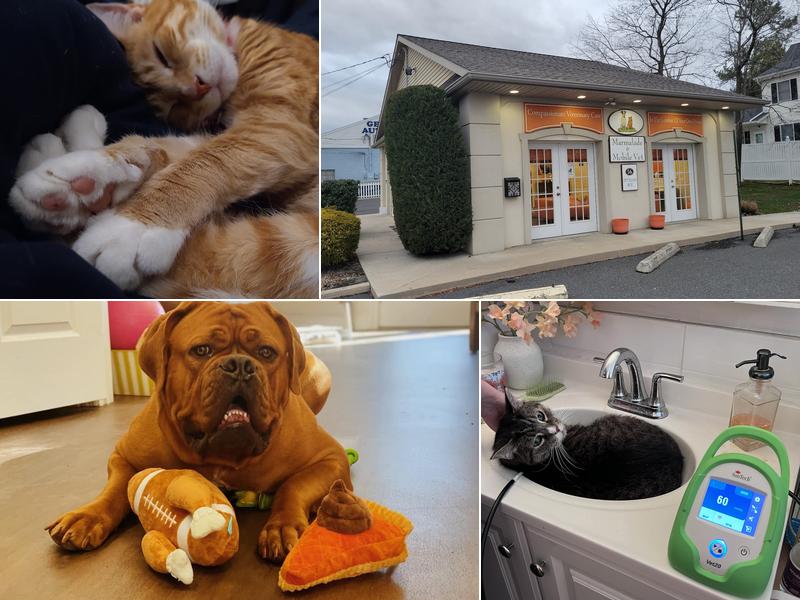 Marmalade & Mobile Vet