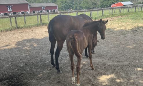 Greenfields Farm Inc Colts Neck