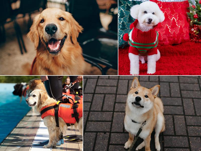 Verona Animal Hospital: Scriffignano A P DVM