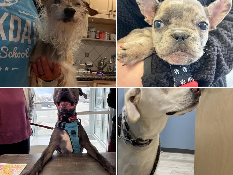 Saint Francis Veterinary Medical Center