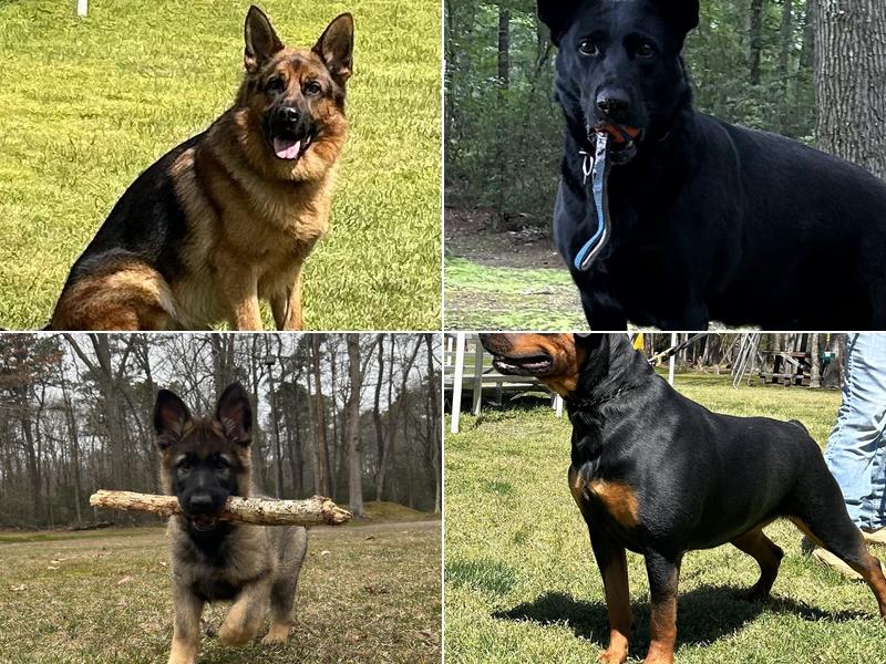 Jagermeister German Shepherds / Carlos Rojas K9