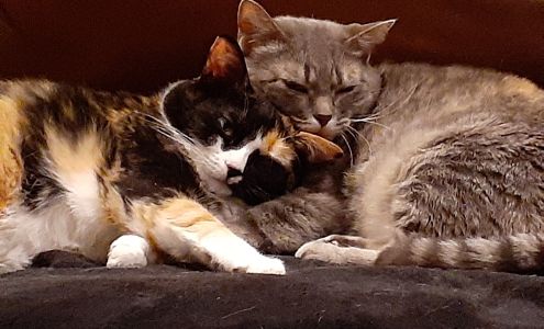 TLC Pet Sitting and Dog Walking