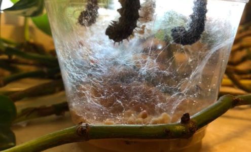 Los Ninos Montessori School