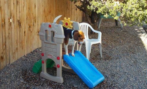 Dog Days Doggie Day Care