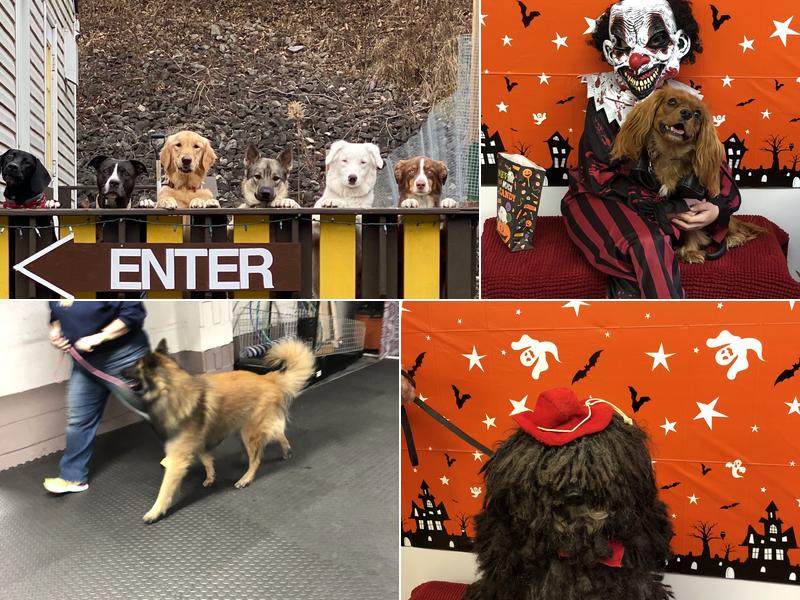 Chubby Puppy Daycare