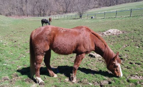 Fallen Timber Stables Elizabeth
