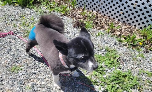 Buffets Bubbles And Bath North Sydney