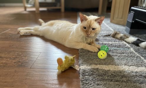 Kitchener Stray Cat Rescue