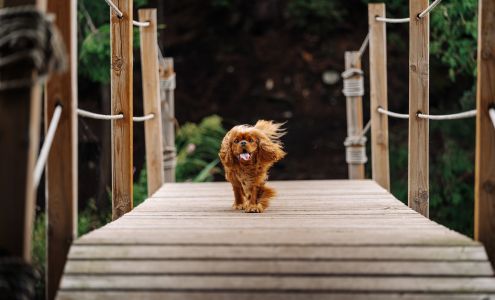 North Hound Life Huntsville