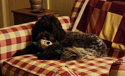 Invisible Fence Brand Huntsville