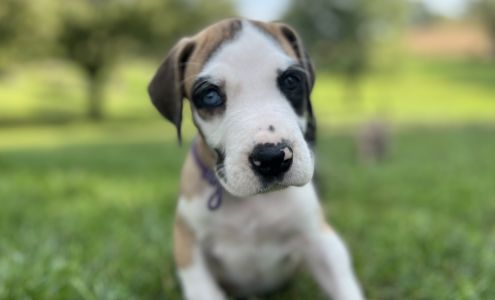 Irish Creek Great Danes LLC Robesonia