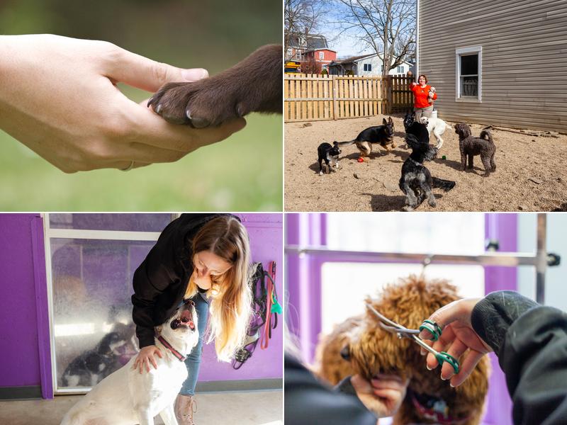 Pant and Purrfect Pet Care