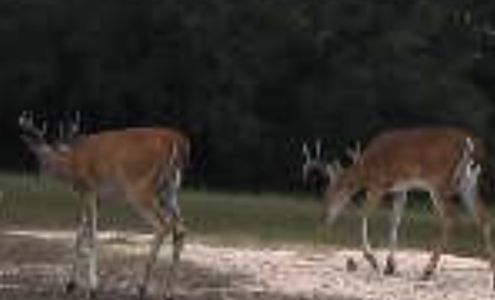 Double J Ranch Garwood