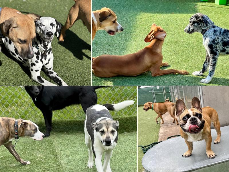 Noah's Pet Hotel & Spa West