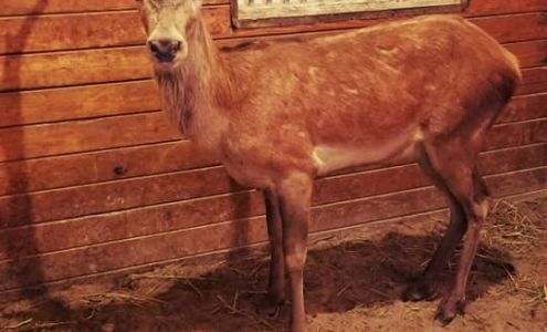 Highbourne Deer Farms