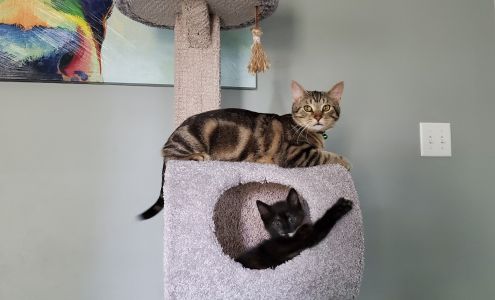 The Gentle Doctor of East Tennessee