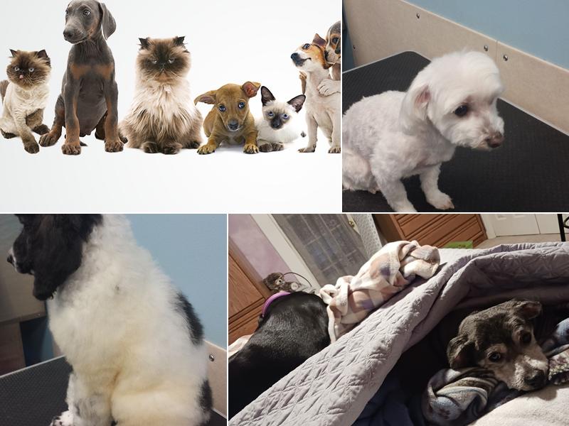 Pam's Professional Pet Grooming