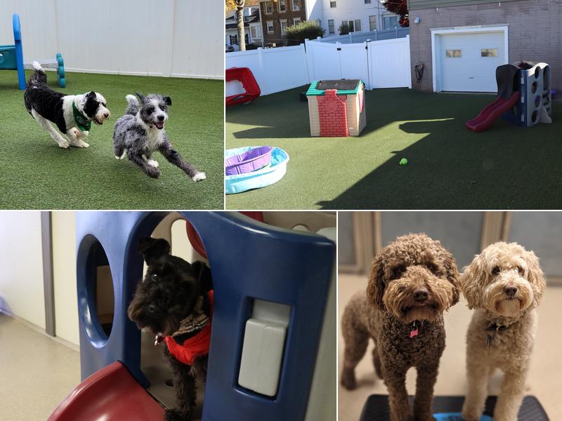 Bed & Bark Boarding and Daycare