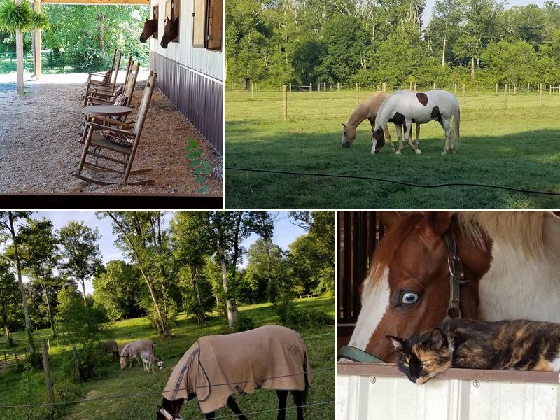 Border Creek Sporthorses