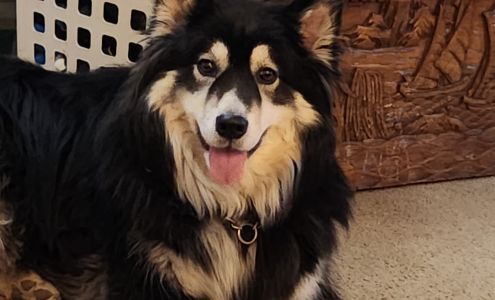 Pepe's Grooming 3195 Koftinoff Rd, Grand Forks British Columbia V0H 1H2