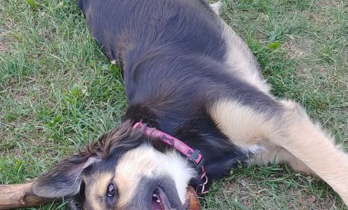 Snippidy Do Dog 5225 52 Ave, Vegreville Alberta T9C 1M3