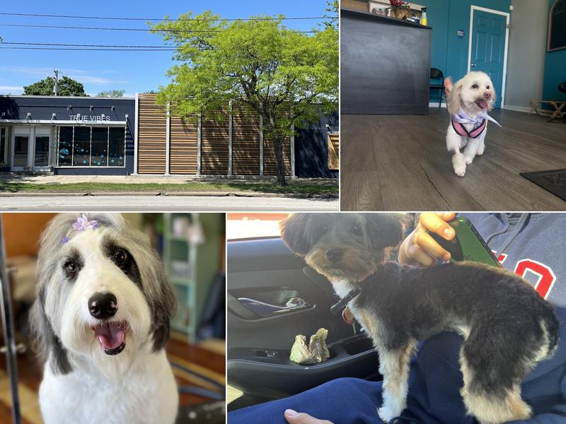 True Vibes Unleashed