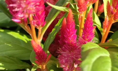 Walmart Garden Center