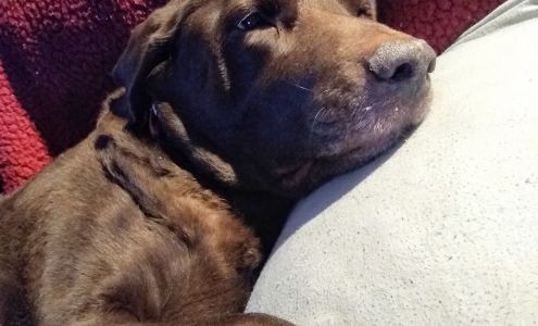 All-County Pet Crematory