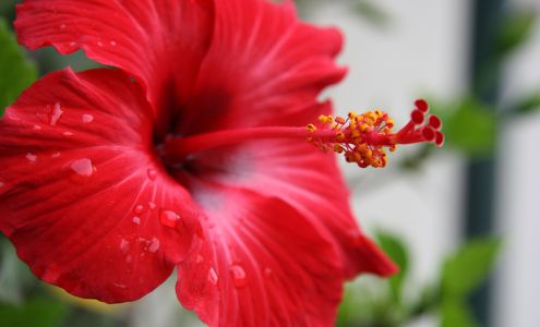 Morning Dew Tropical Plants