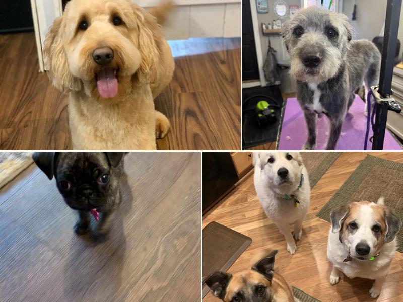 Wags to Whiskers Pet Grooming