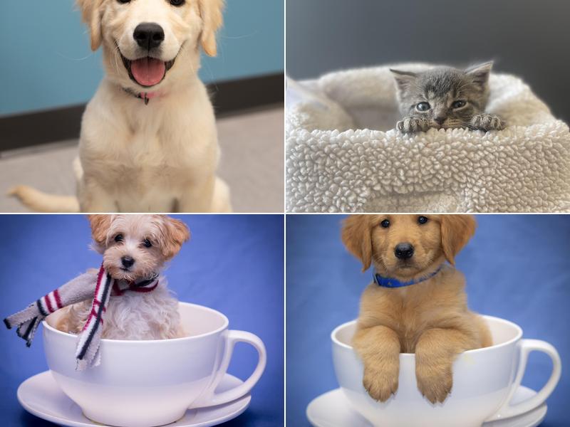 Pets First Veterinary Clinic