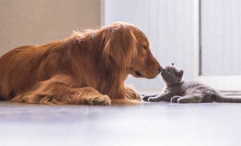 Humane Society Madison County West Jefferson