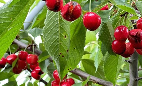 Miller Orchards Amherst